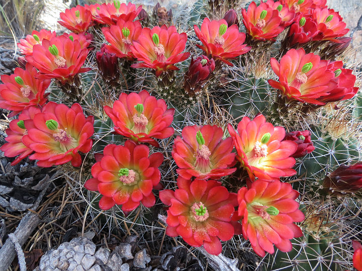 Hedgehog Cactus